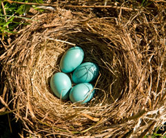 A bird's nest with eggs