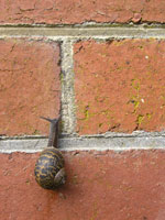 A snail on a wall