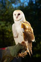 An owl on a person's arm